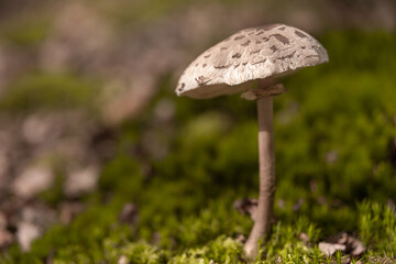Großer Pilz freistehend im Wald