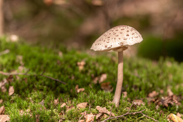 Pilze im Wald
