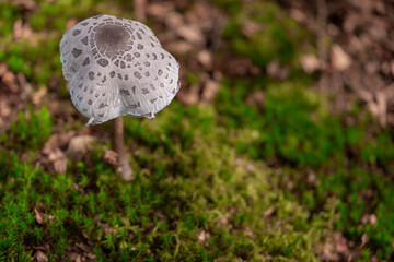 freistehender Pilz im Wald