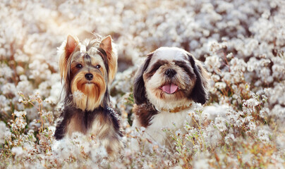 High key close-up portrait of yorkshire terrier and shih tzu dogs in white flowers