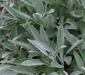 Sage herb Salvia officinalis, herb, spice growing in the garden, food background. Alternative medicinal plants, medical herb copy space. October mist 1495 color. Sage grenn color background,