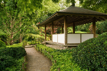 Awe view on japanese garden in Hamburg with palmate maple and palmate maple dissectum