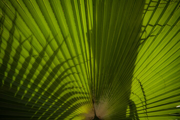palm leaf background