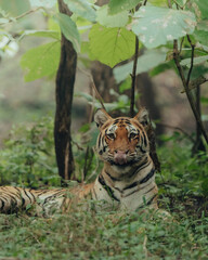 portrait of a tiger