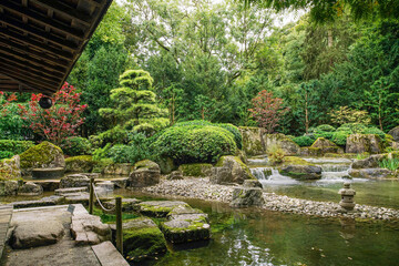 Fototapeta na wymiar Awe view on japanese garden in Hamburg with palmate maple and palmate maple dissectum