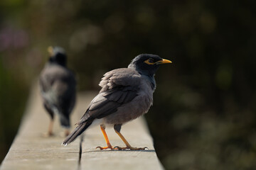 Common myna