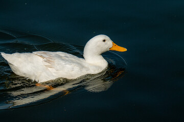 white duck swimming in the water