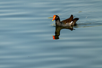 common moorhen swimming in the lake