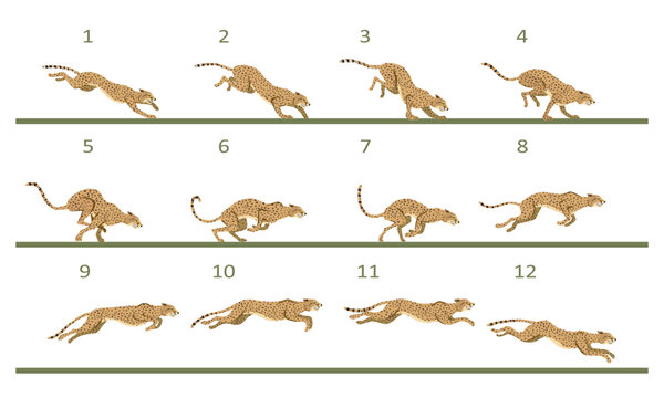 Animation cycle of a cheetah. Predator run. Twelve key frames.