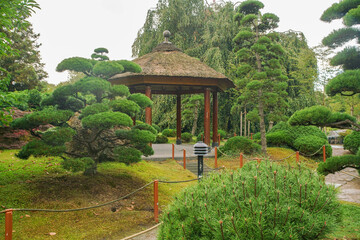   Fantastic autumn Landscape with topiary pines and gazebo with thatches roof  in japanese garden...