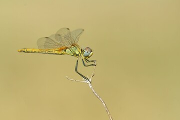 Selective focus closeup shot of a female red-veined darter dragonfly on a plant