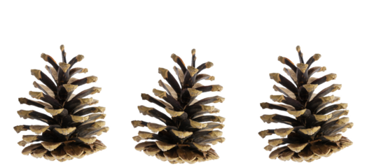 pine cones isolated on white background. New Year theme. Merry Christmas and Happy New Year Holidays greeting card, frame, banner. Traditional winter holiday background. Banner, cover, mockup