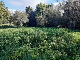 Ortigas en un paraje de Galicia