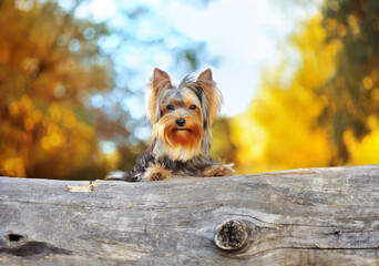 Close-up portrait of a yorkshire terrier on the wooden log