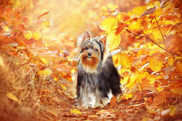 Little yorkshire terrier at the autumn forest path