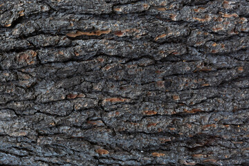 Tree bark background.