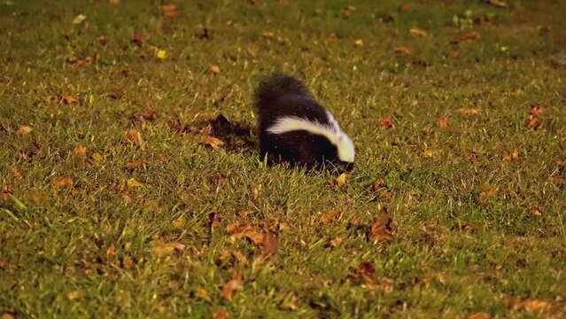 Skunk is searching for food  on grass area