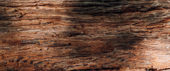 Tree bark background.