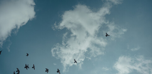 Cielo con palomas