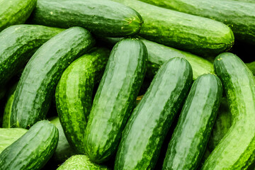 photo of green cucumbers, a fresh vegetable, recently harvested