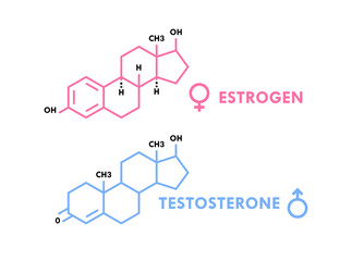 Estrogen and testosterone hormones symbol. Sex hormones molecular formula. Sex hormones molecular formula. Vector illustration