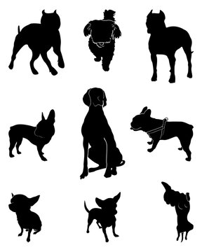 Set silhouettes dogs. Different breeds  dogs in positions. Weimaraner, Maltese, Pitbull, French Bulldog, Chihuahua and American Staffordshire Terrier. Isolated on white background.