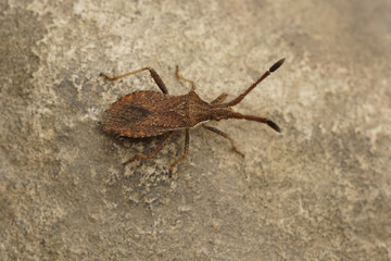 Closeup of a Mediterranean squash bug , Coriomeris denticulatus on a green leaf