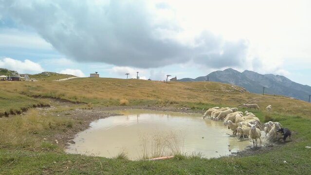 Shepherd dog chasing a sheep around