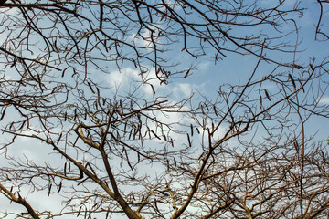 Favas 0114