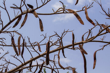 Favas 0122