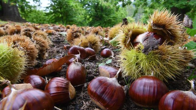 Autumn season in a forest of ancient chestnut trees, harvest time. Closeup of Chestnuts at ground with hedgehogs. Typical fresh autumn fruits.