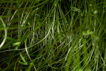 Close up to the green wires of  Ervilhaca (Vetch) traditionally used in Azores to decorate the crib or the altar of the Child Jesus and the rooms in Christmas time.