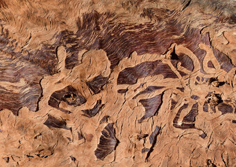 Texture in a cut tree stump
