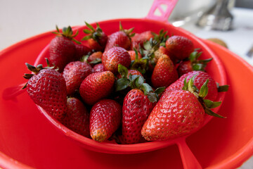 kitchen utensil, fresh strawberries washed in a strainer, delicious fruits, ingredient for cooking, domestic life
