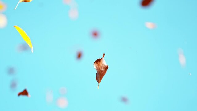 Super slow motion of falling autumn beech leaves. Ultimate perspective, leaves falling towards camera from blue sky. Filmed on high speed cinema camera, 1000 fps.