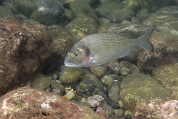 Gilthead seabream (Sparus aurata) in Mediterranean Sea