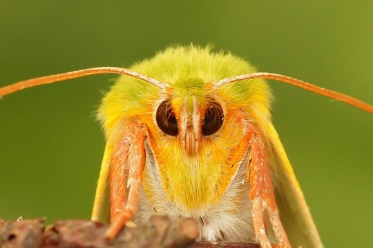 Macro shot of details on a green silver-lines moth face