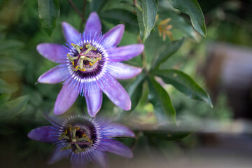Close-up of a flower of passiflora