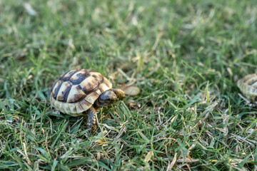 baby turtle isolated walking on grass