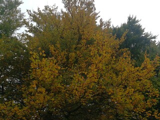 Fototapeta premium Blätter