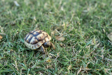 baby turtle isolated walking on grass