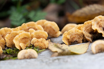 Striegeliger layer fungus, tree fungus on the wood trunk