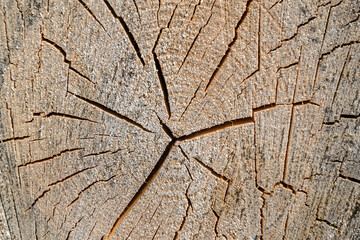 wood cut texture
