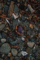 purple crab shell on rocky beach, Seattle