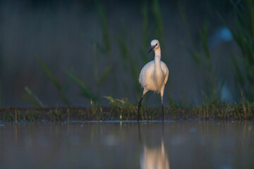 Little egret (Egretta garzetta)