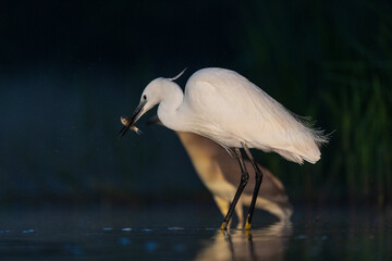 Little egret (Egretta garzetta)
