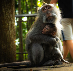 monkey embrace