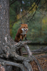 Cute Red Fox (Vulpes vulpes) sits in the roots of trees in the autumn forest. A beautiful animal in its natural habitat. Wild animal close up.