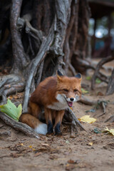 Cute Red Fox (Vulpes vulpes) sits in the roots of trees in the autumn forest. A beautiful animal in its natural habitat. Wild animal close up.