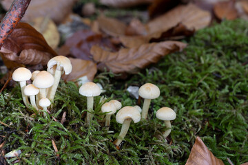 A group of grayish sulfur heads mushrooms on moss on the forest floor